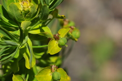 Euphorbia lucida