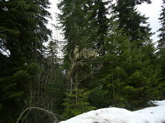 Abies nordmanniana