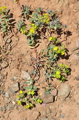 Euphorbia petrophila