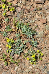 Euphorbia petrophila
