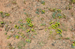 Euphorbia petrophila