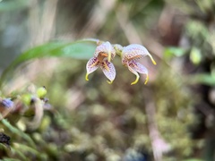 Masdevallia amanda