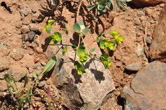 Euphorbia petrophila