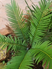 Encephalartos