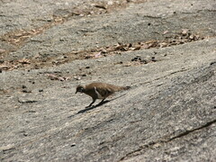 Geophaps scripta