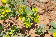 Euphorbia petrophila
