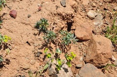 Euphorbia petrophila