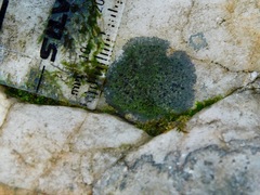 Scoliciosporum umbrinum