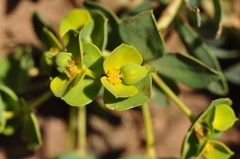 Euphorbia petrophila