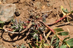 Euphorbia petrophila