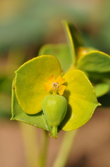 Euphorbia petrophila