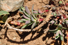 Euphorbia petrophila