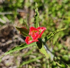 Castilleja indivisa