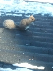 Sciurus carolinensis