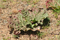 Rheum ribes