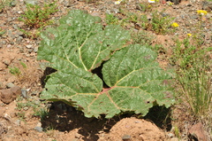 Rheum ribes