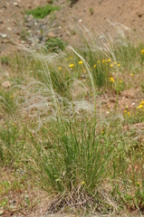 Stipa