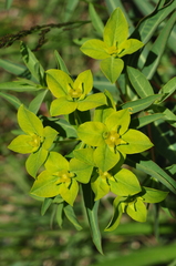 Euphorbia orientalis