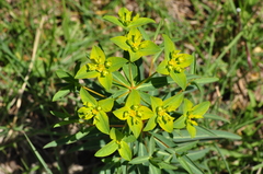 Euphorbia orientalis