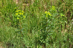 Euphorbia orientalis