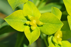 Euphorbia orientalis