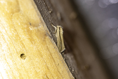 Leucania stenographa