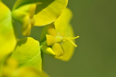Euphorbia orientalis