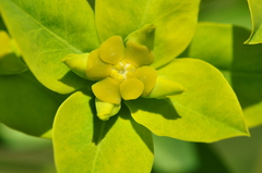 Euphorbia orientalis