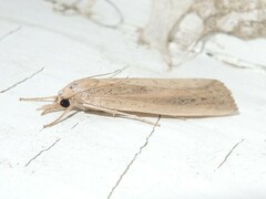 Thopeutis forbesellus