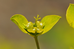 Euphorbia orientalis