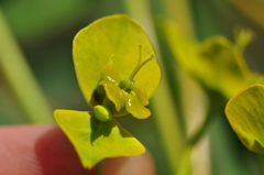 Euphorbia orientalis