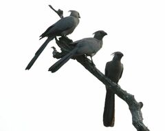 Corythaixoides concolor concolor