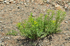 Euphorbia orientalis