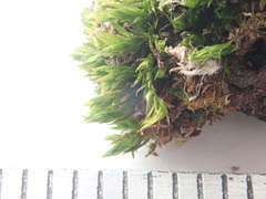 Orthotrichum diaphanum