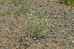 Pseudosempervivum aucheri