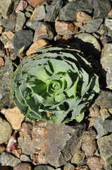 Pseudosempervivum aucheri
