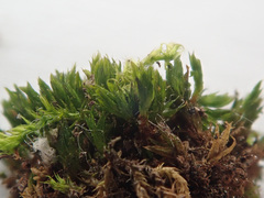 Orthotrichum diaphanum