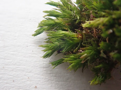 Orthotrichum diaphanum