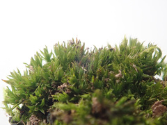 Orthotrichum diaphanum