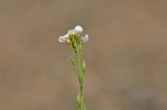 Pseudosempervivum aucheri
