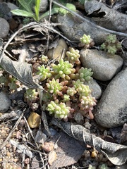 Sedum nuttallii