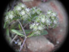 Valerianella discoidea