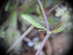 Valerianella discoidea