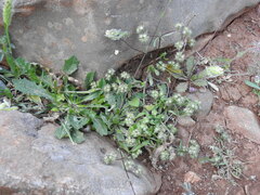 Valerianella discoidea