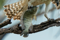 Oreochromis shiranus