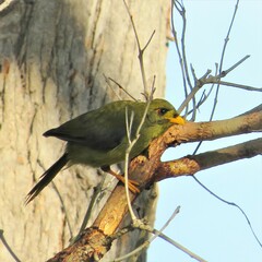 Manorina melanophrys