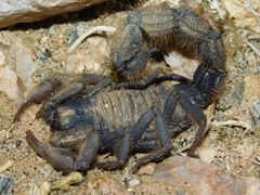 Parabuthus villosus