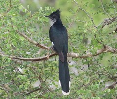 Clamator levaillantii