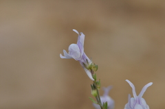 Linaria corifolia