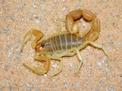 Parabuthus stridulus